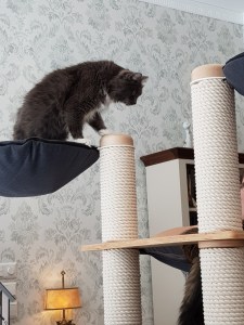 Cat Cafe in Vilnius